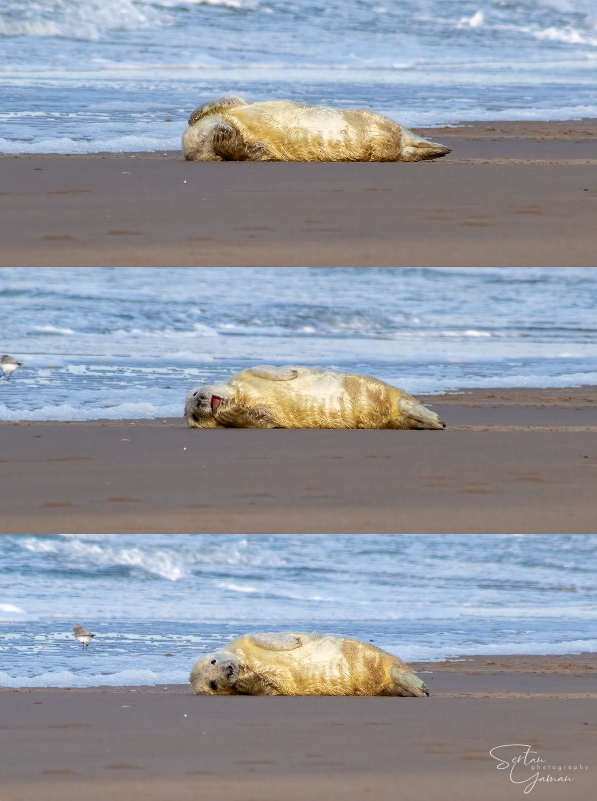 One month old baby seal in Zeeland