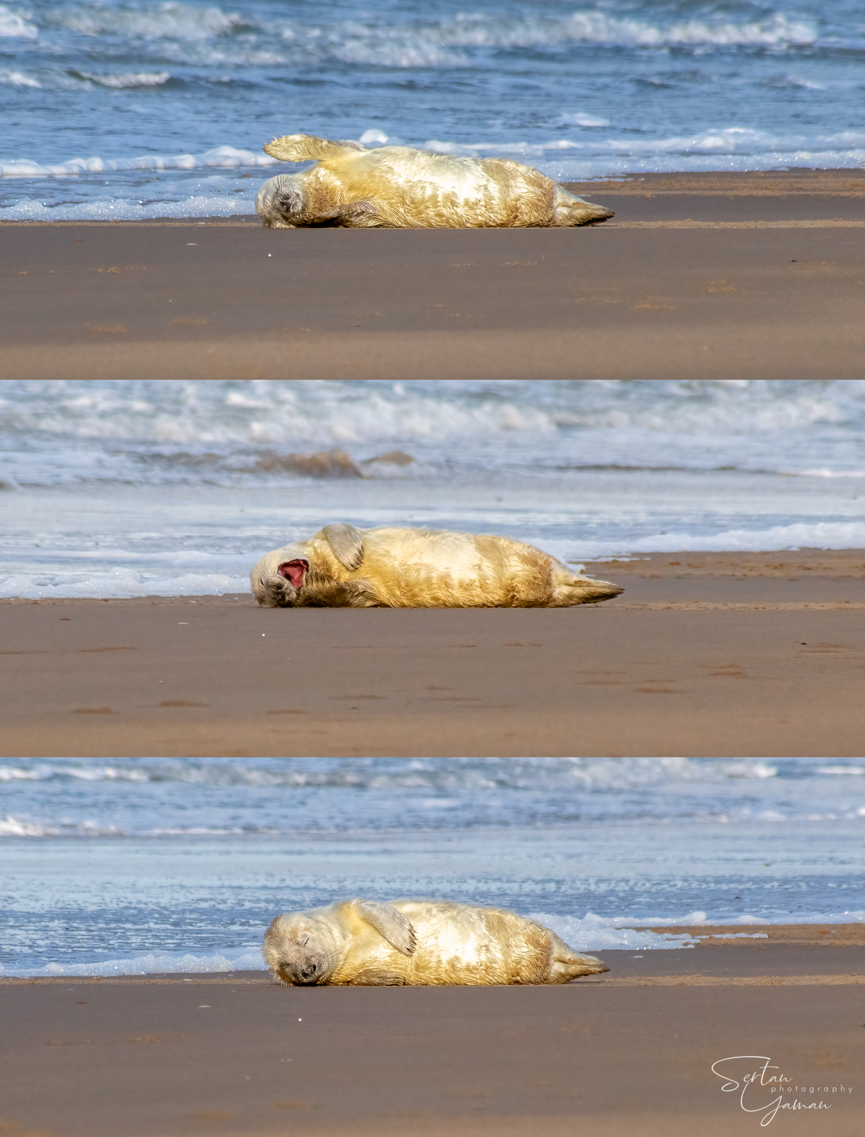 One month old baby seal in Zeeland