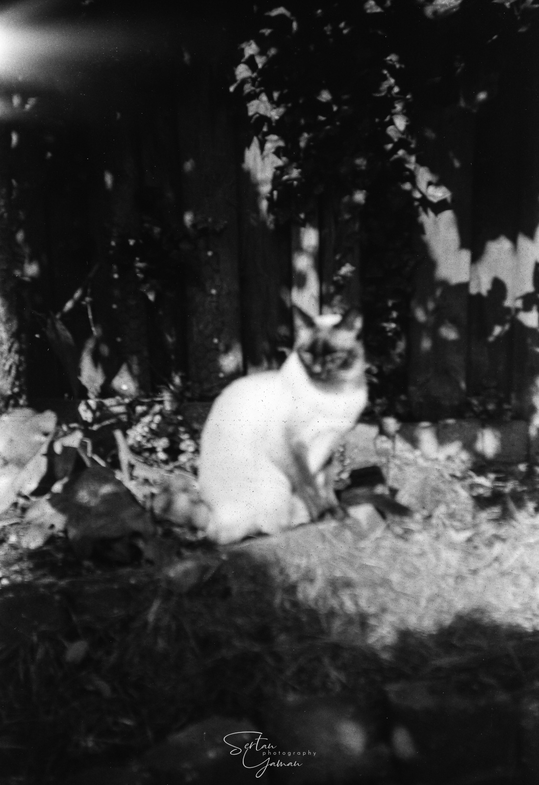 My cat with a brownie camera