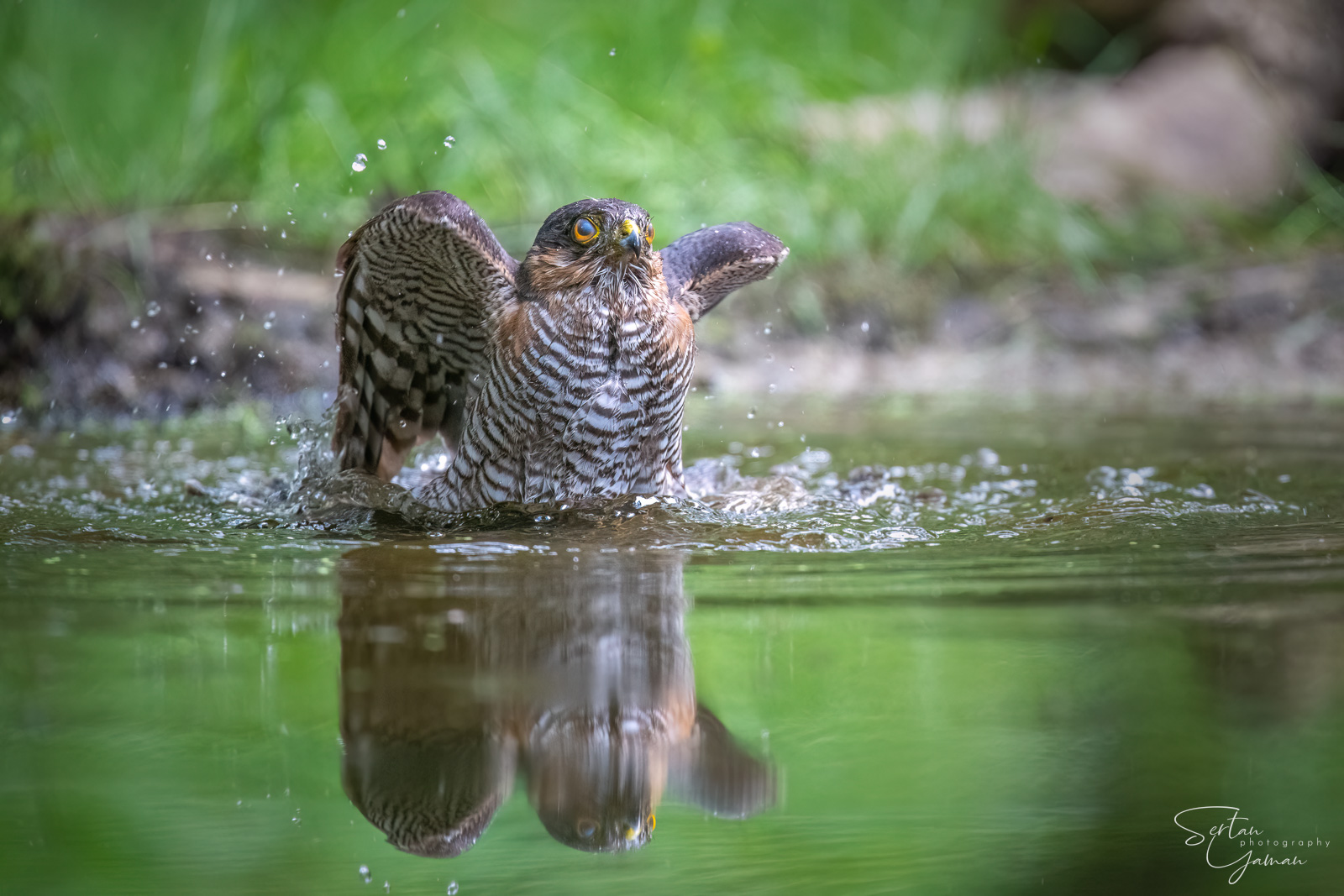 Eurasian goshawk washing in a pond