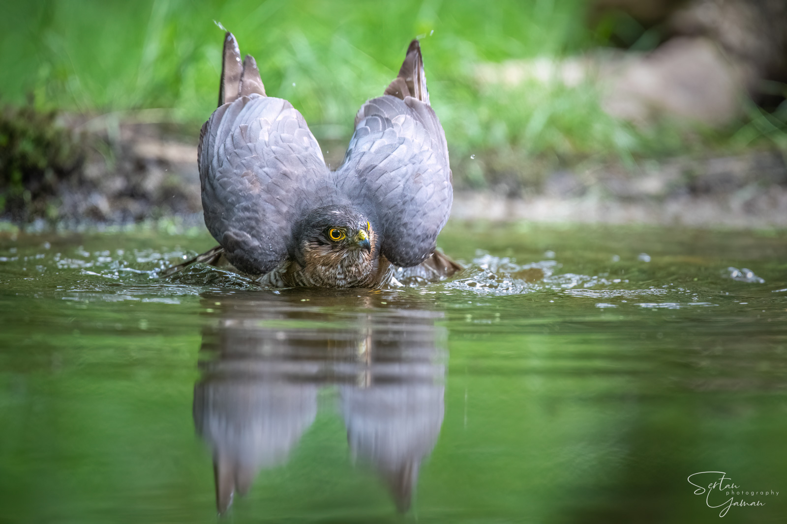 Eurasian goshawk washing in a pond