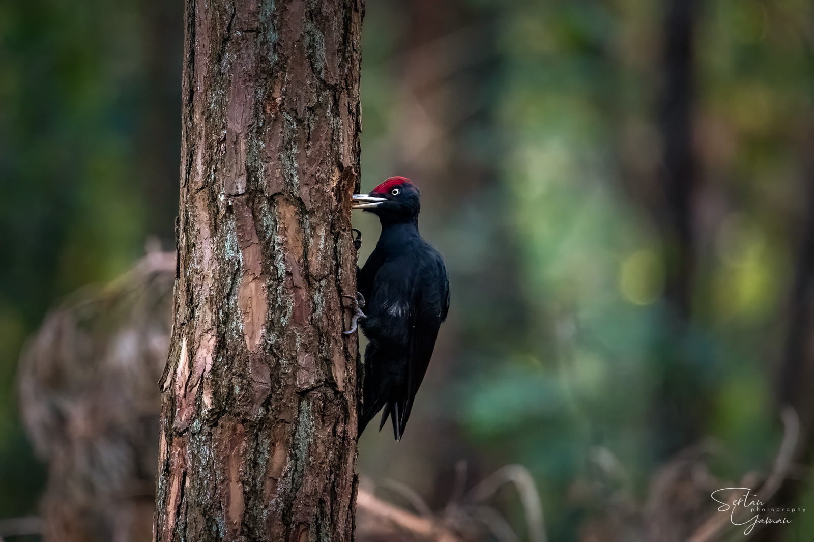 Black woodpecker