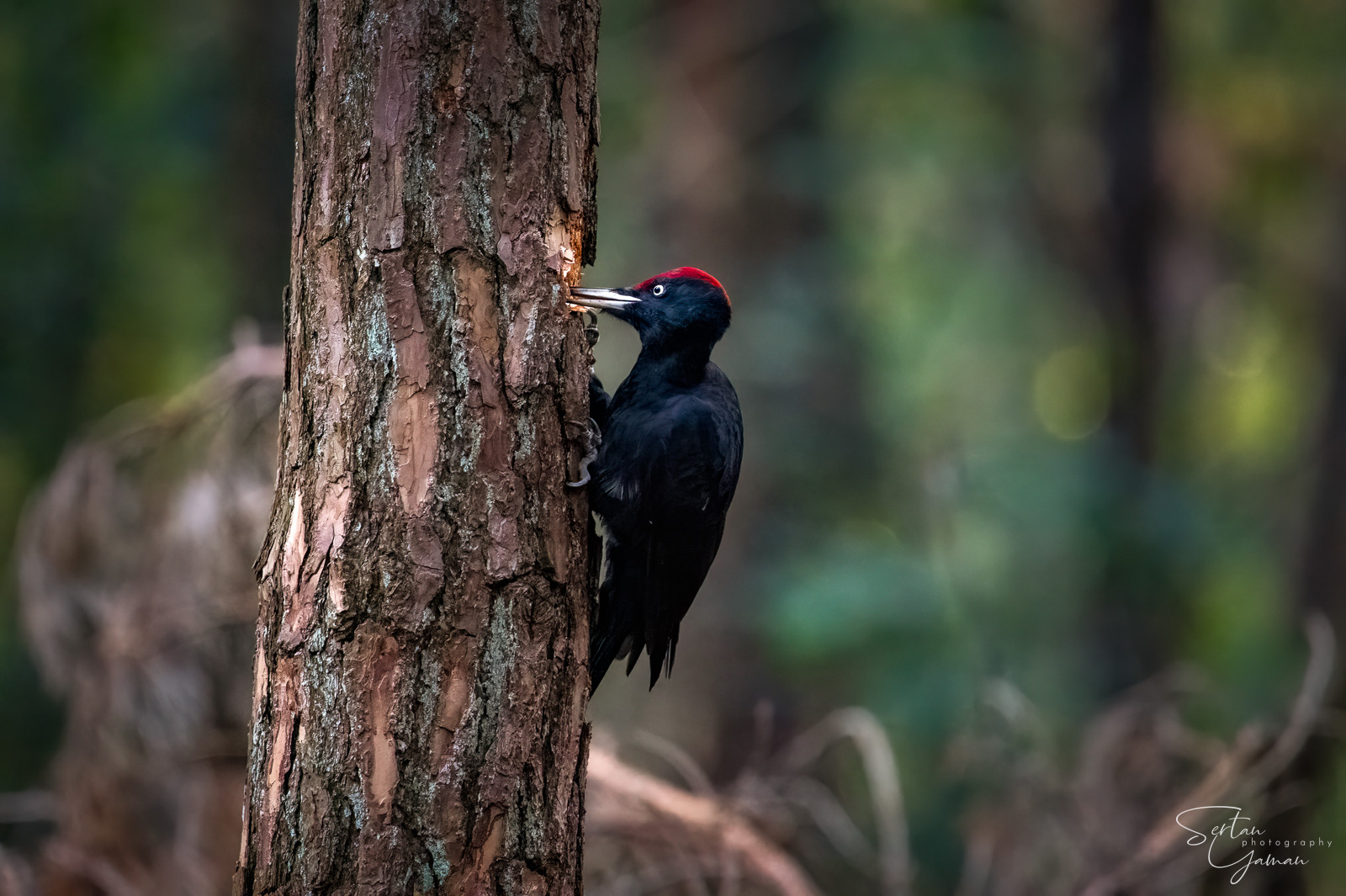 Black woodpecker