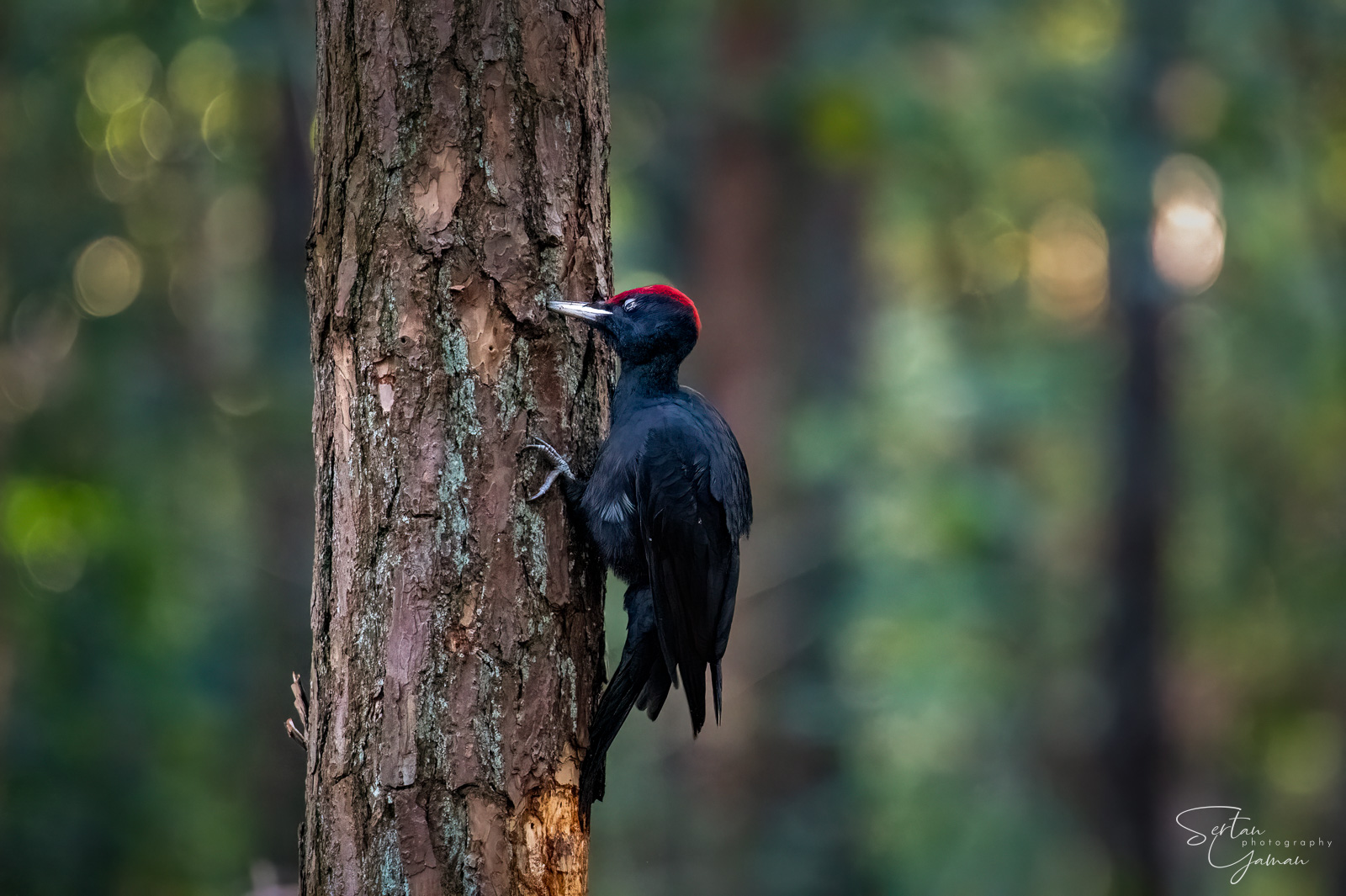 Black woodpecker