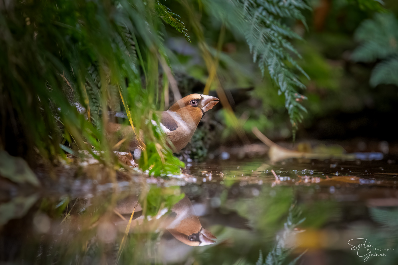 Hawfinch drinking water
