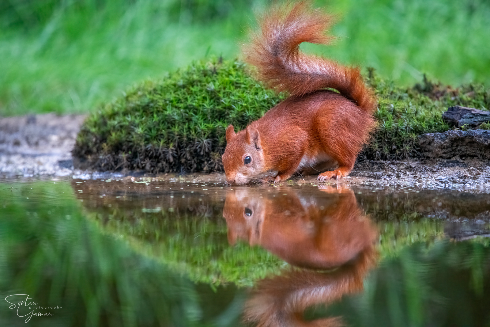 Red squirel drinking water
