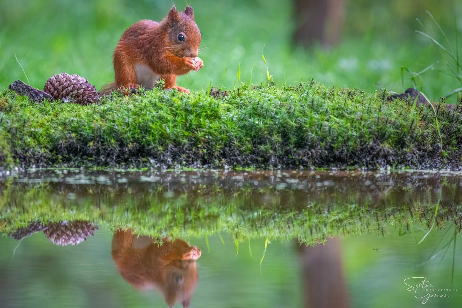 Red squirel eating a pinecone