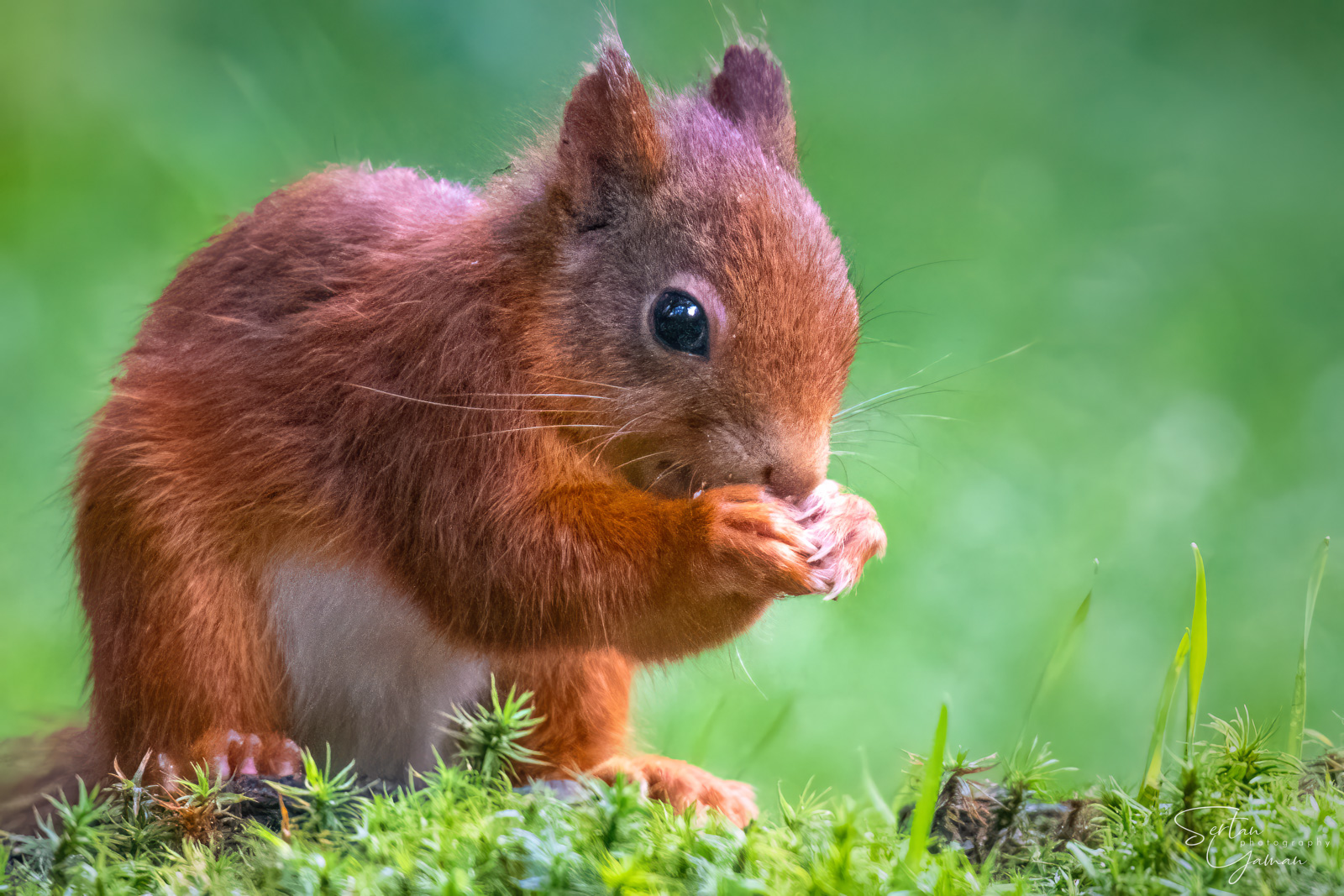 Red squirel eating a pinecone