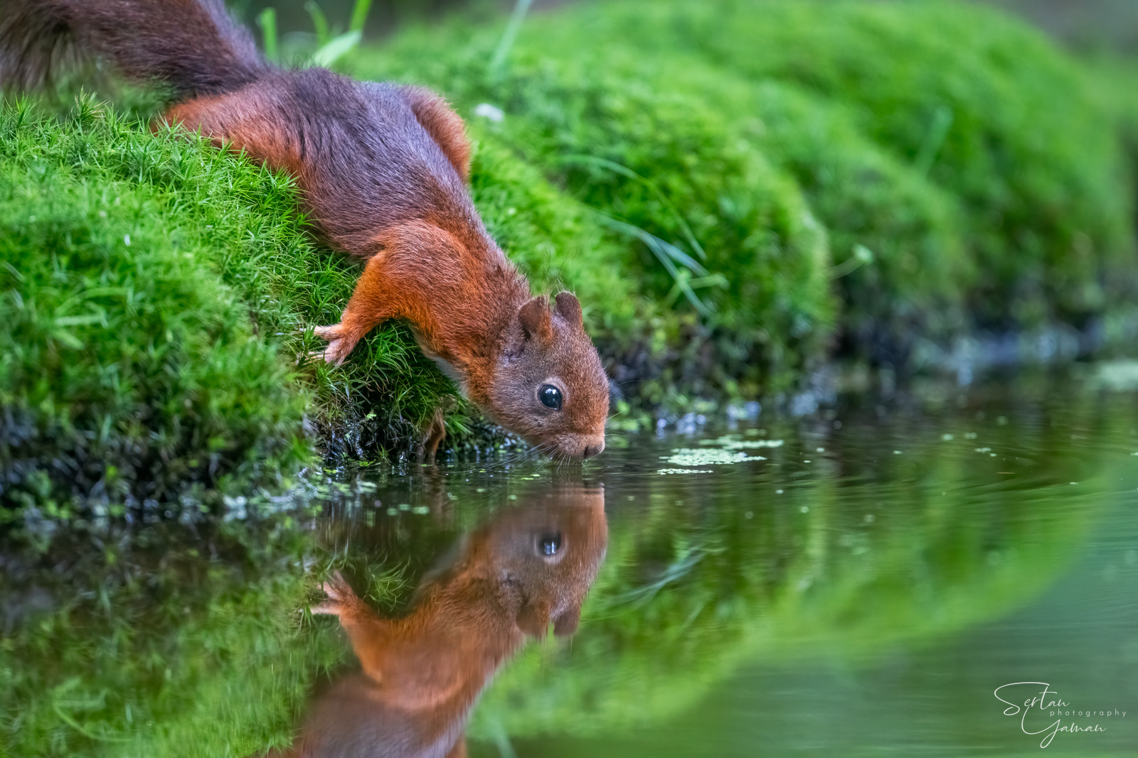 Red squirel drinking water