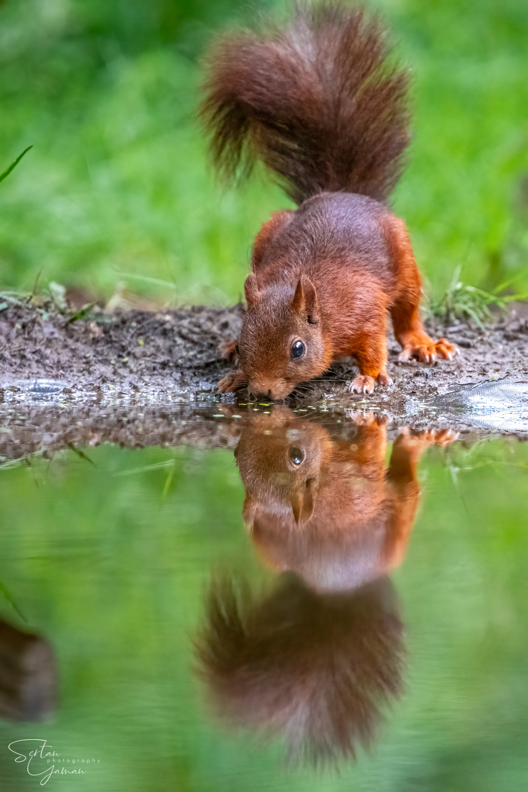 Red squirel drinking water | sertanyaman.com photography