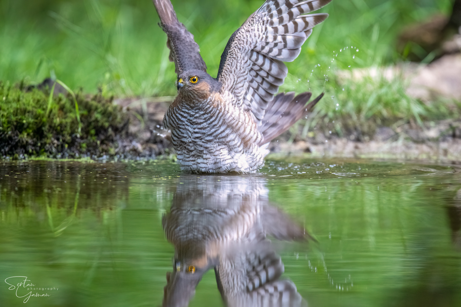 Eurasian Goshawk Washing In A Pond | Sertanyaman.com Photography