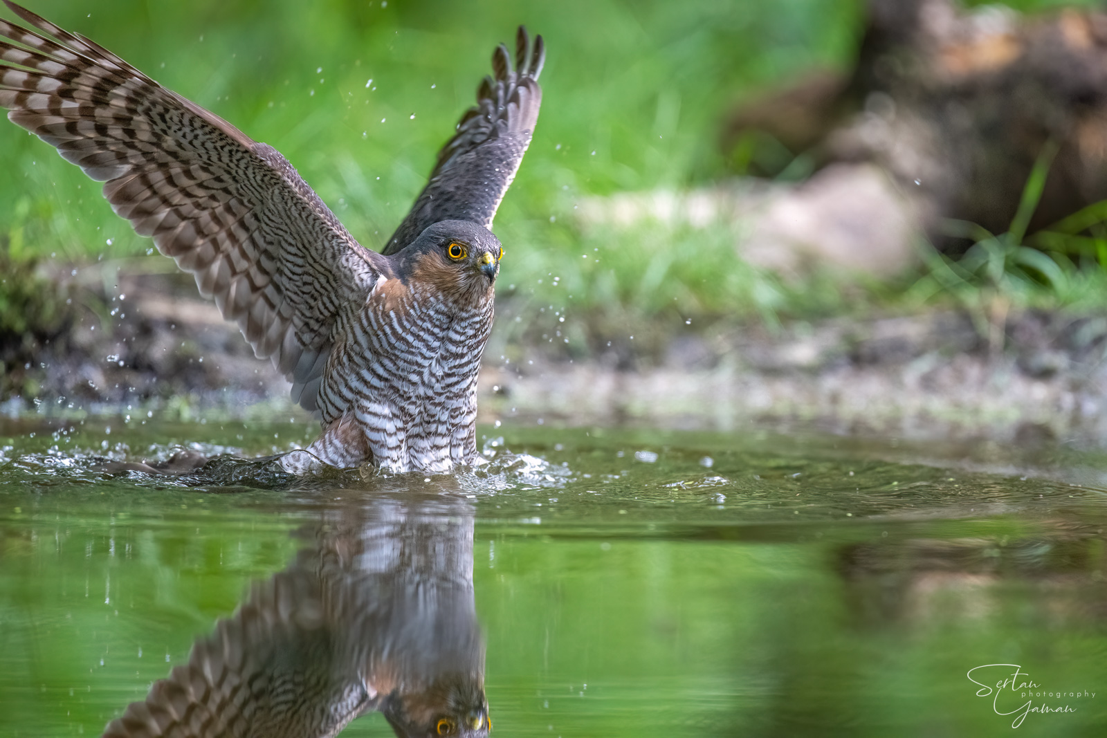 Eurasian goshawk washing in a pond | sertanyaman.com photography