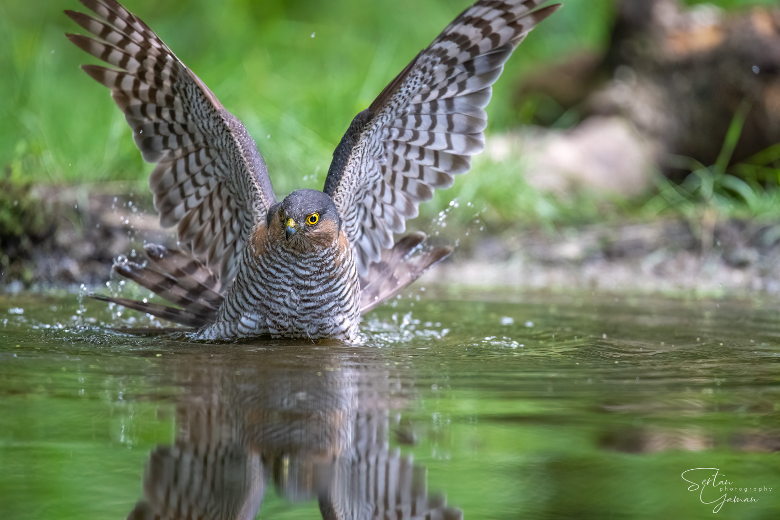 Eurasian goshawk washing in a pond | sertanyaman.com photography