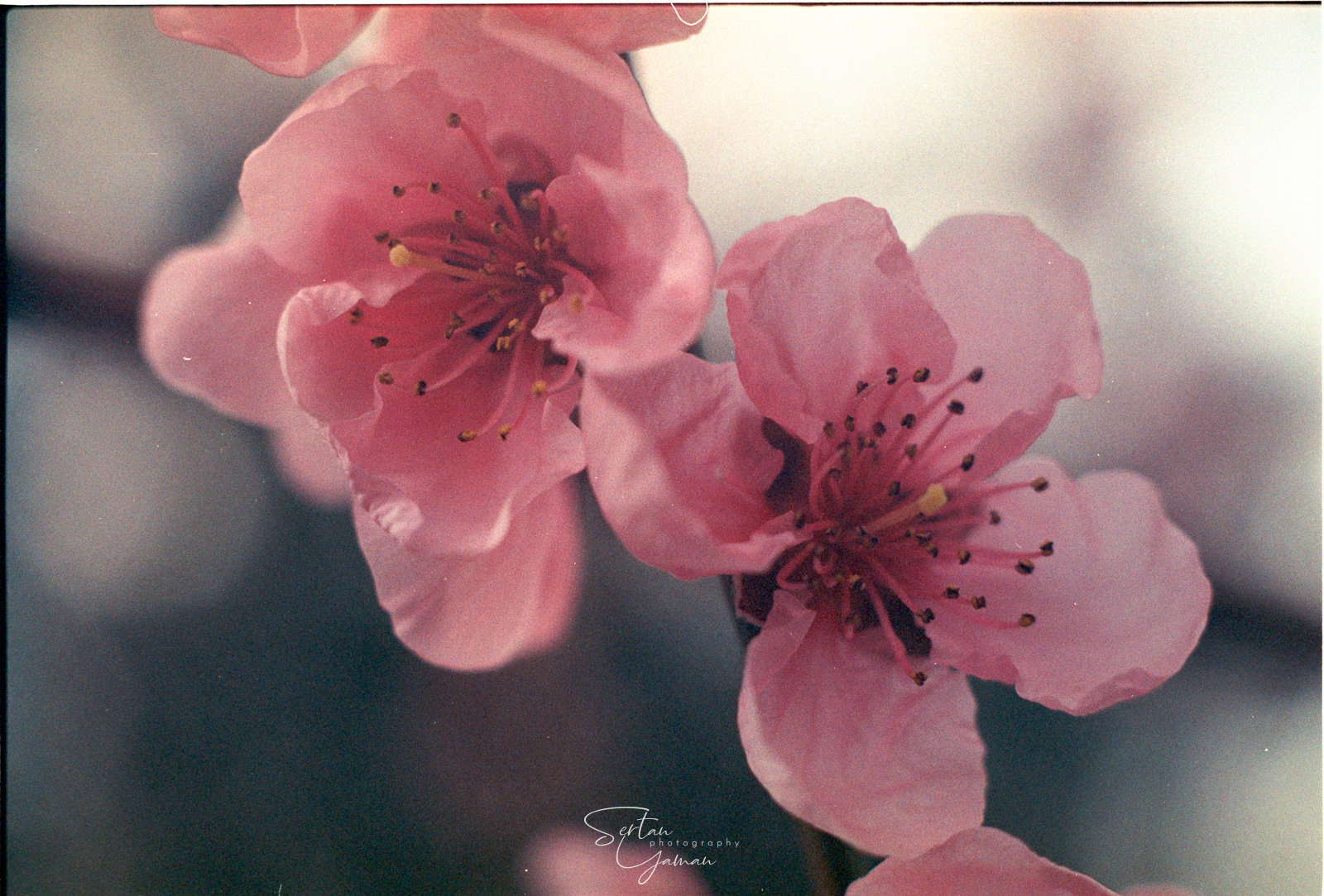 Peach blossoms
