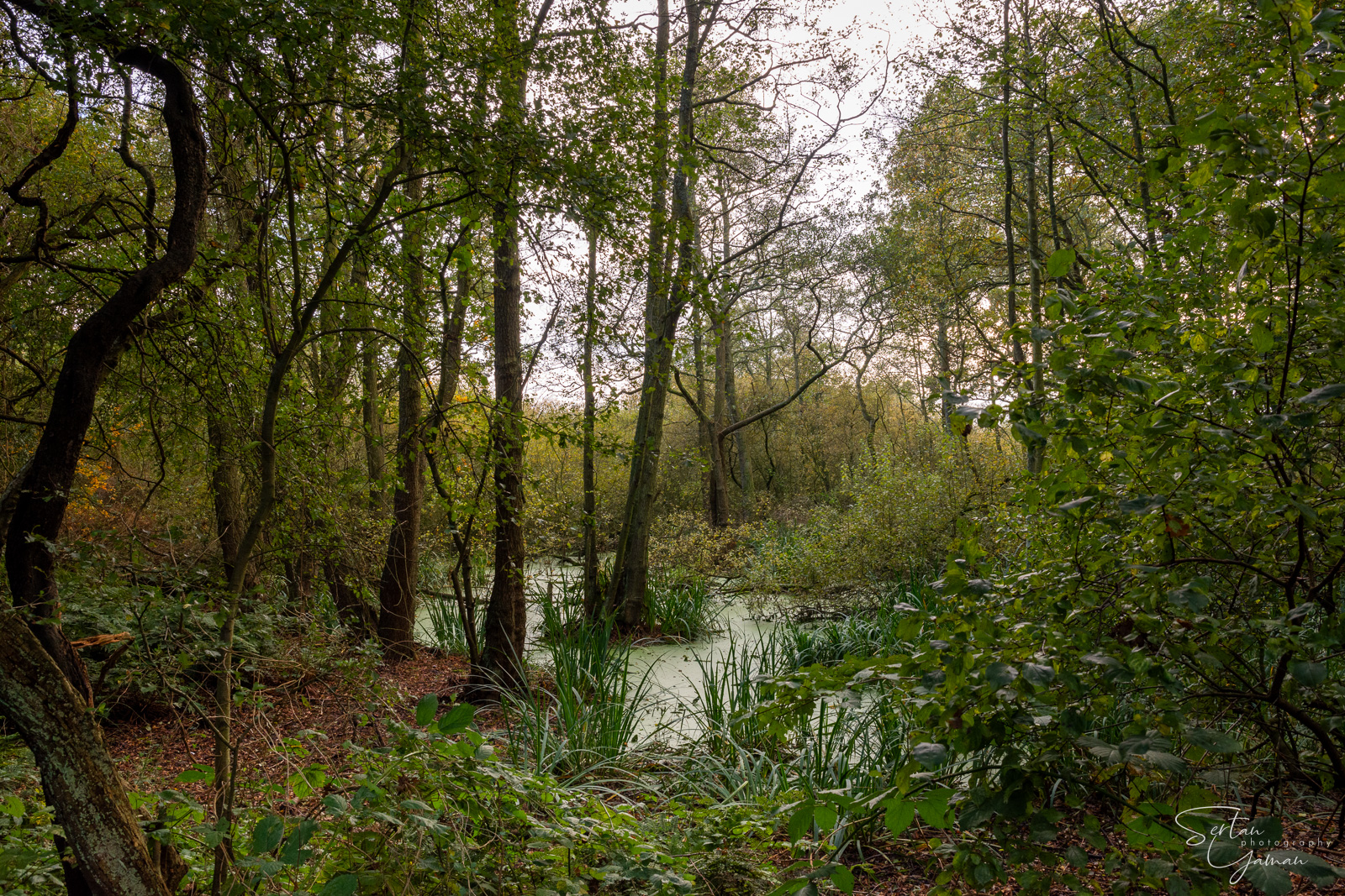 Swamps of Quackjeswater