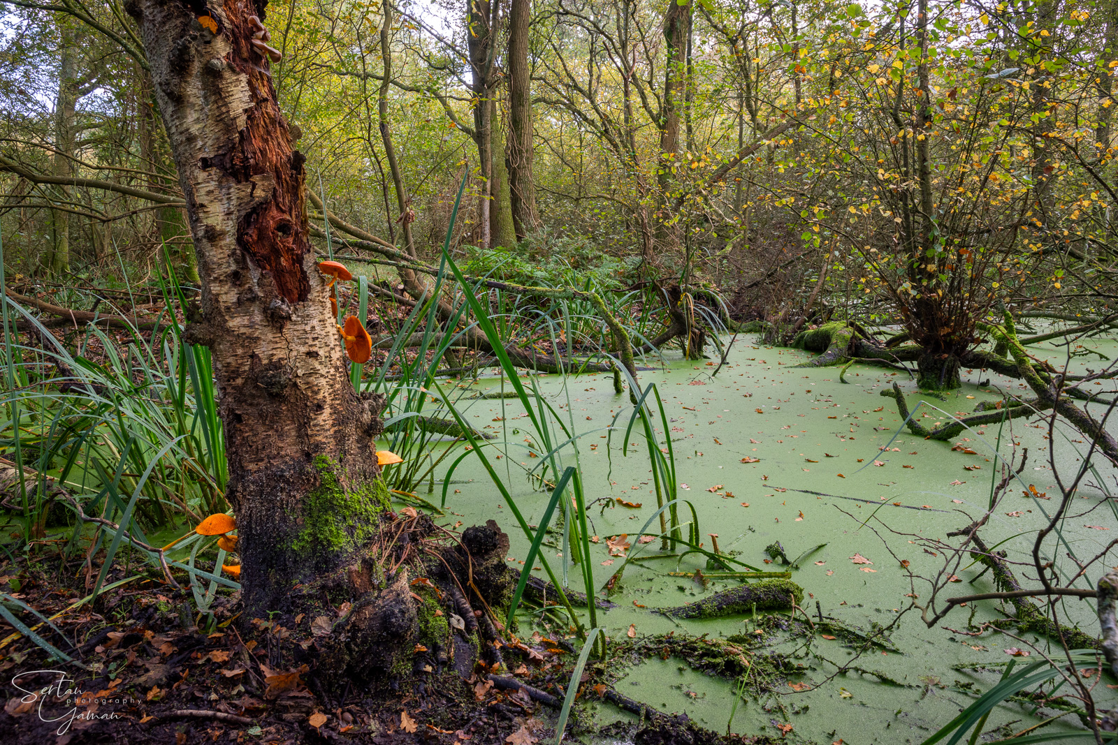 Quackjeswater swamps