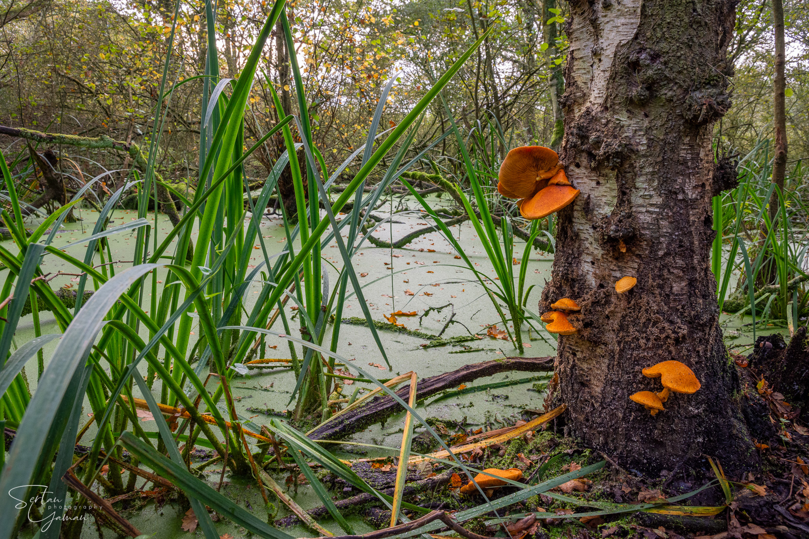 Quackjeswater swamps