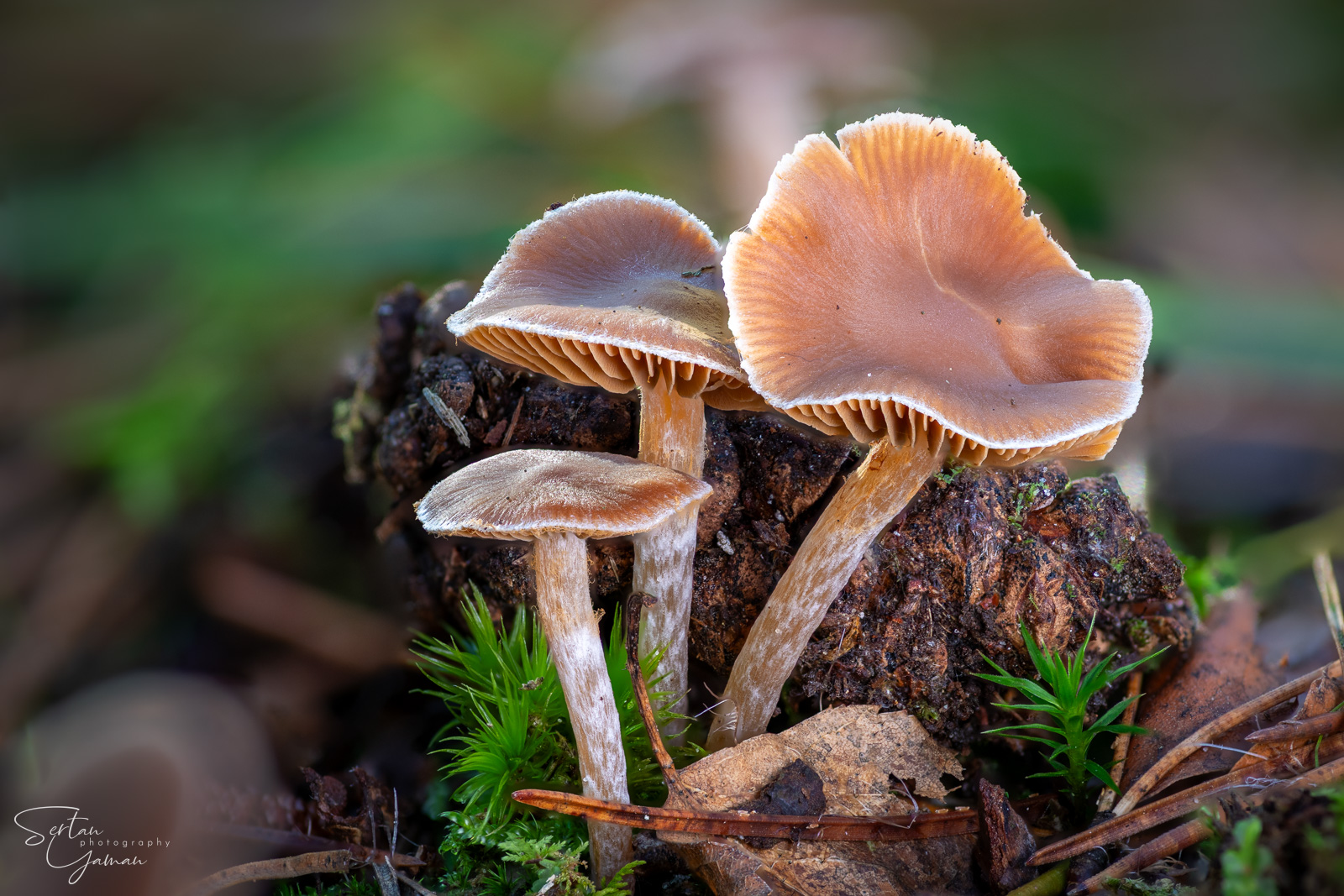 Mushrooms in Quackjeswater