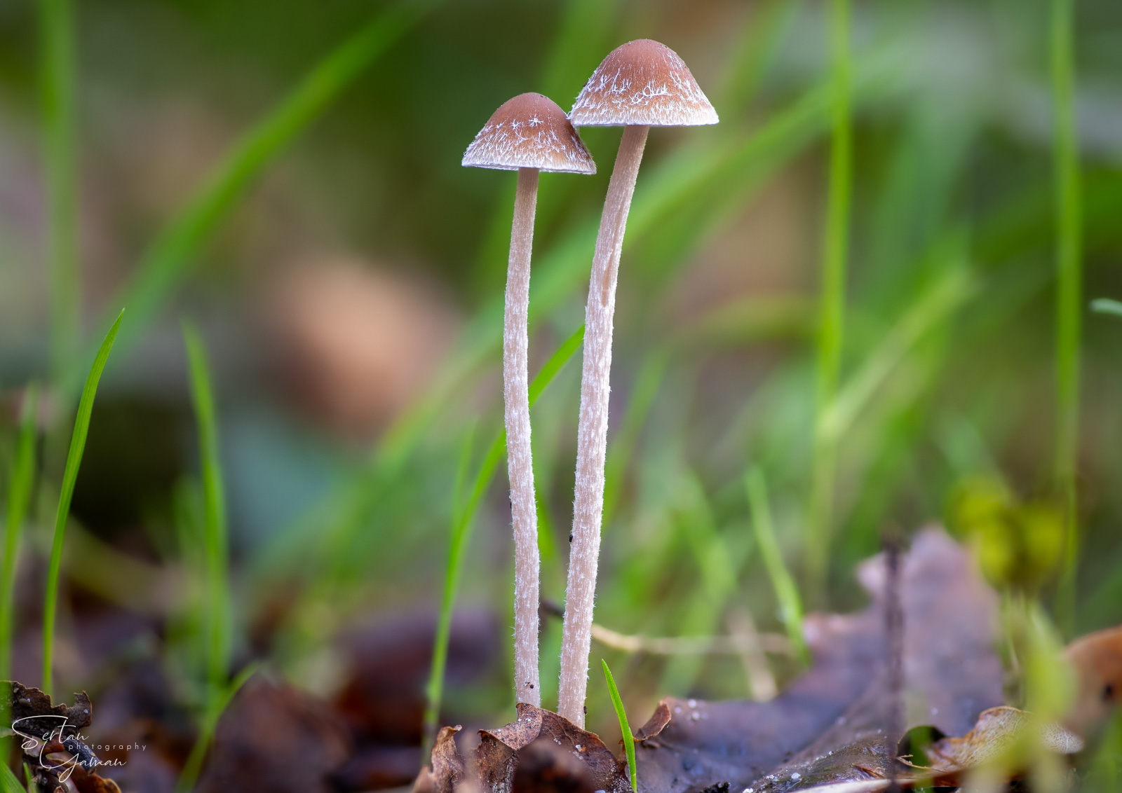 Twin mushrooms in Staelduinsebos