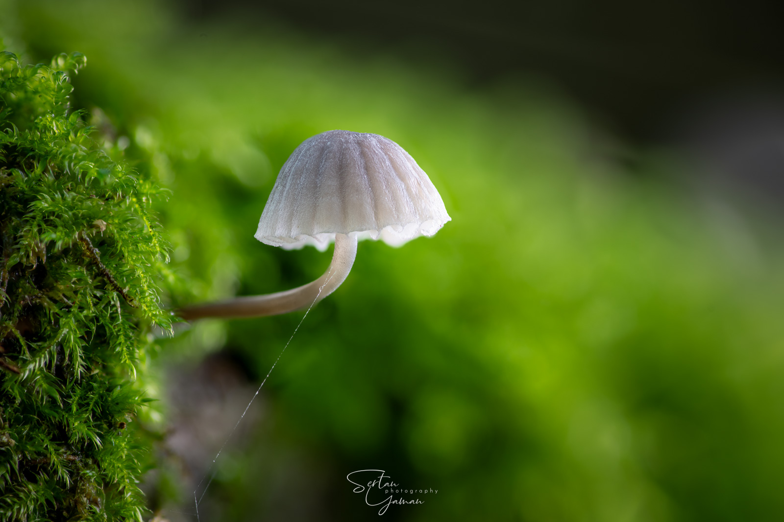 Mycena mushroom in Quackjeswater