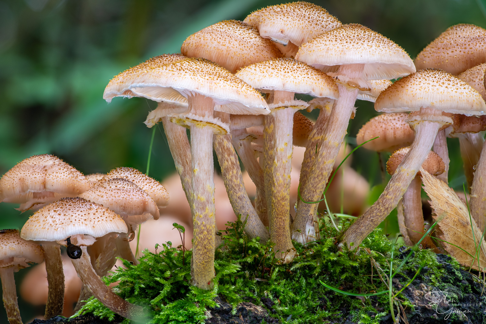 Mushrooms in Quackjeswater