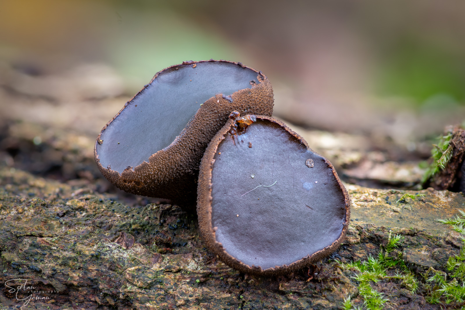 Mispel mushrooms in Quackjeswater