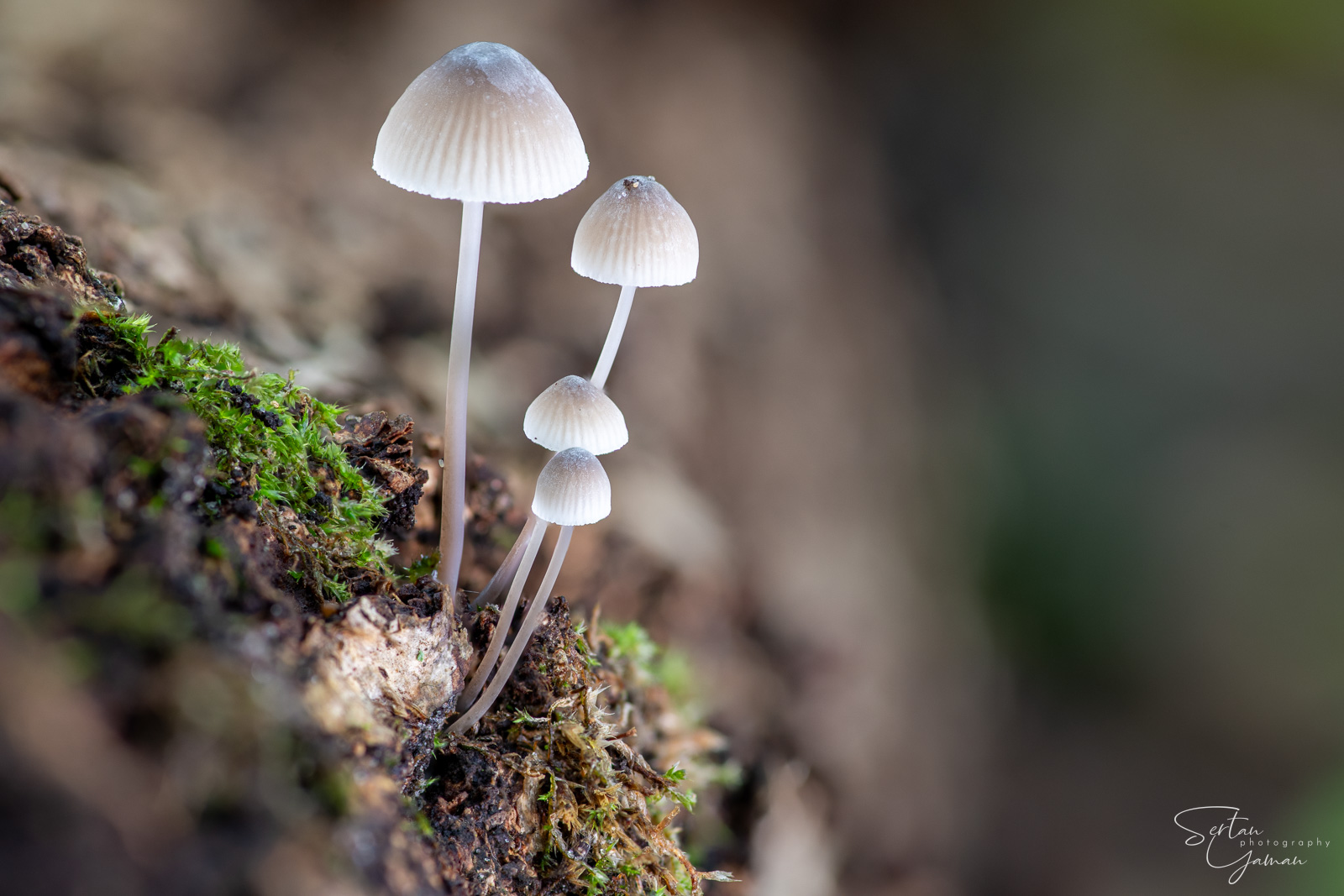 Mushrooms in Quackjeswater