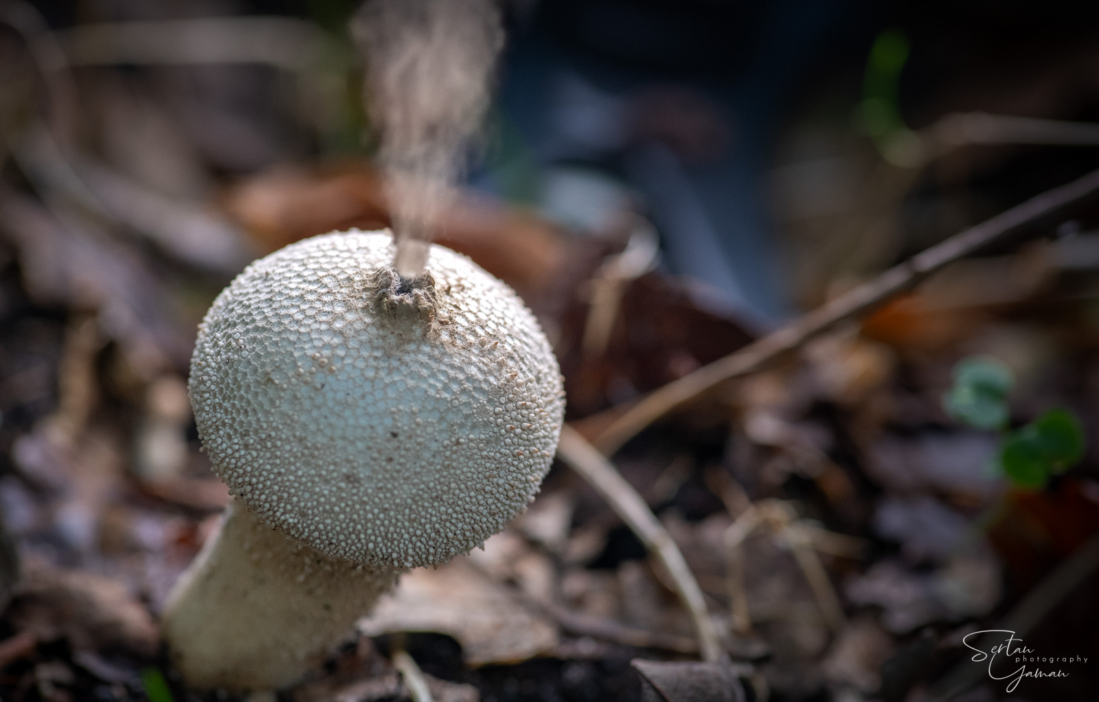 Puffing pufball mushroom