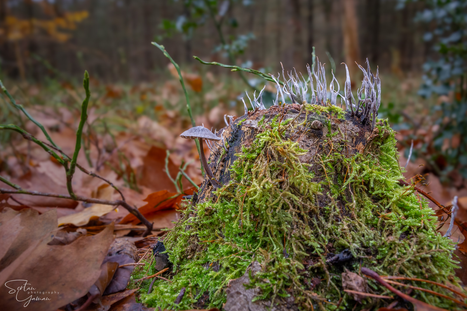 Winter mushrooms of Leuvenumsebos