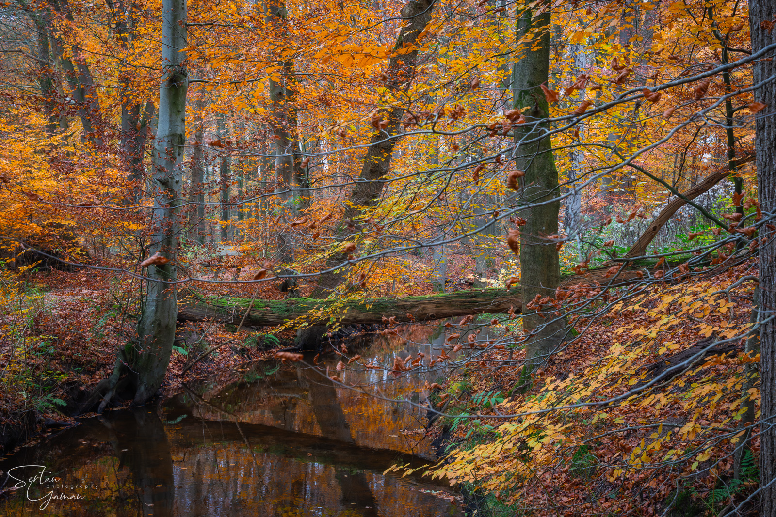 Forest of Leuvenumsebos
