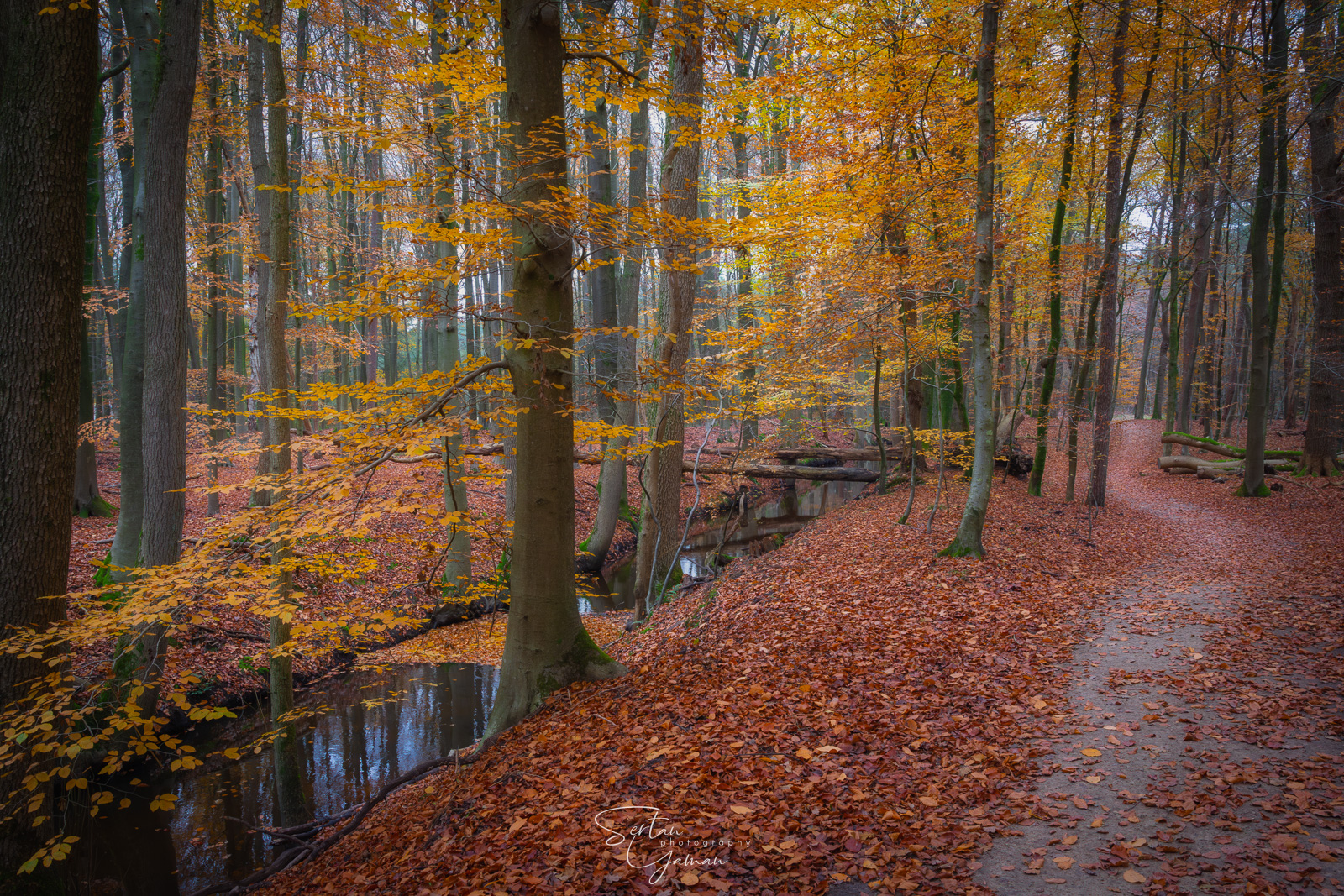 Forest of Leuvenumsebos