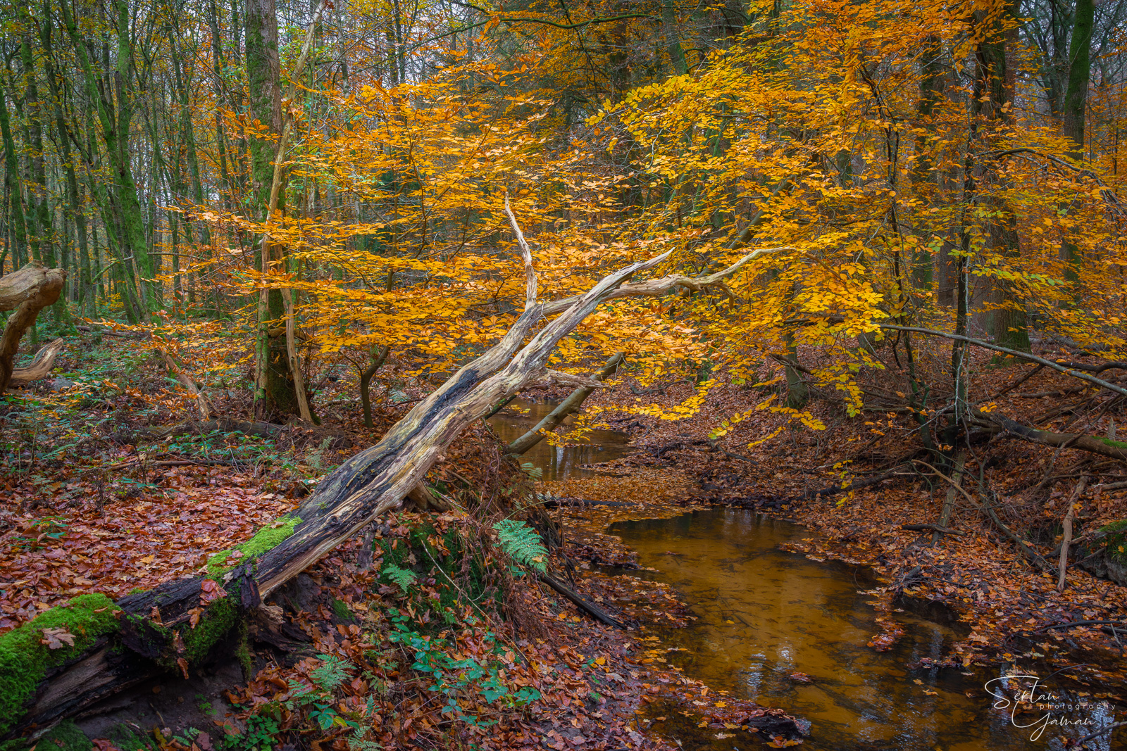 Forest of Leuvenumsebos