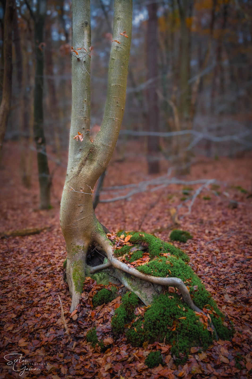 Leuvenumsebos creature