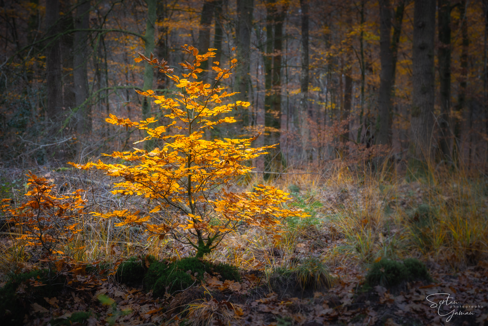 Forest of Leuvenumsebos