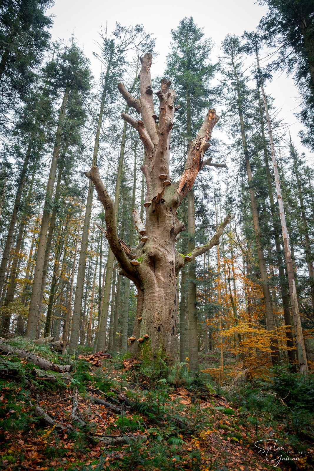Forest of Leuvenumsebos
