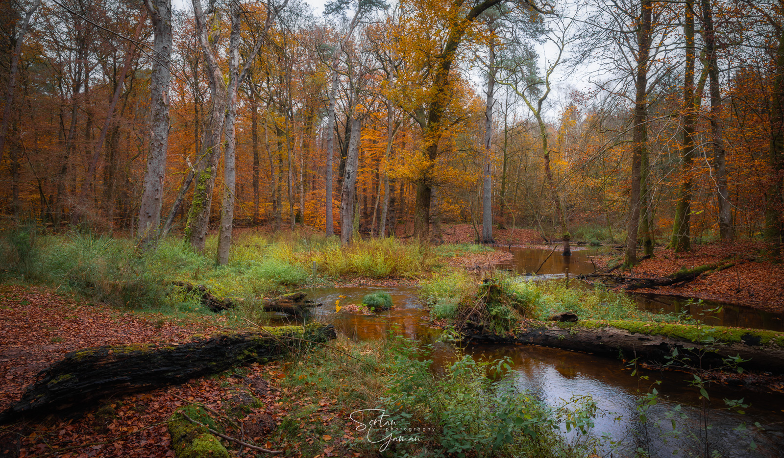 Forest of Leuvenumsebos