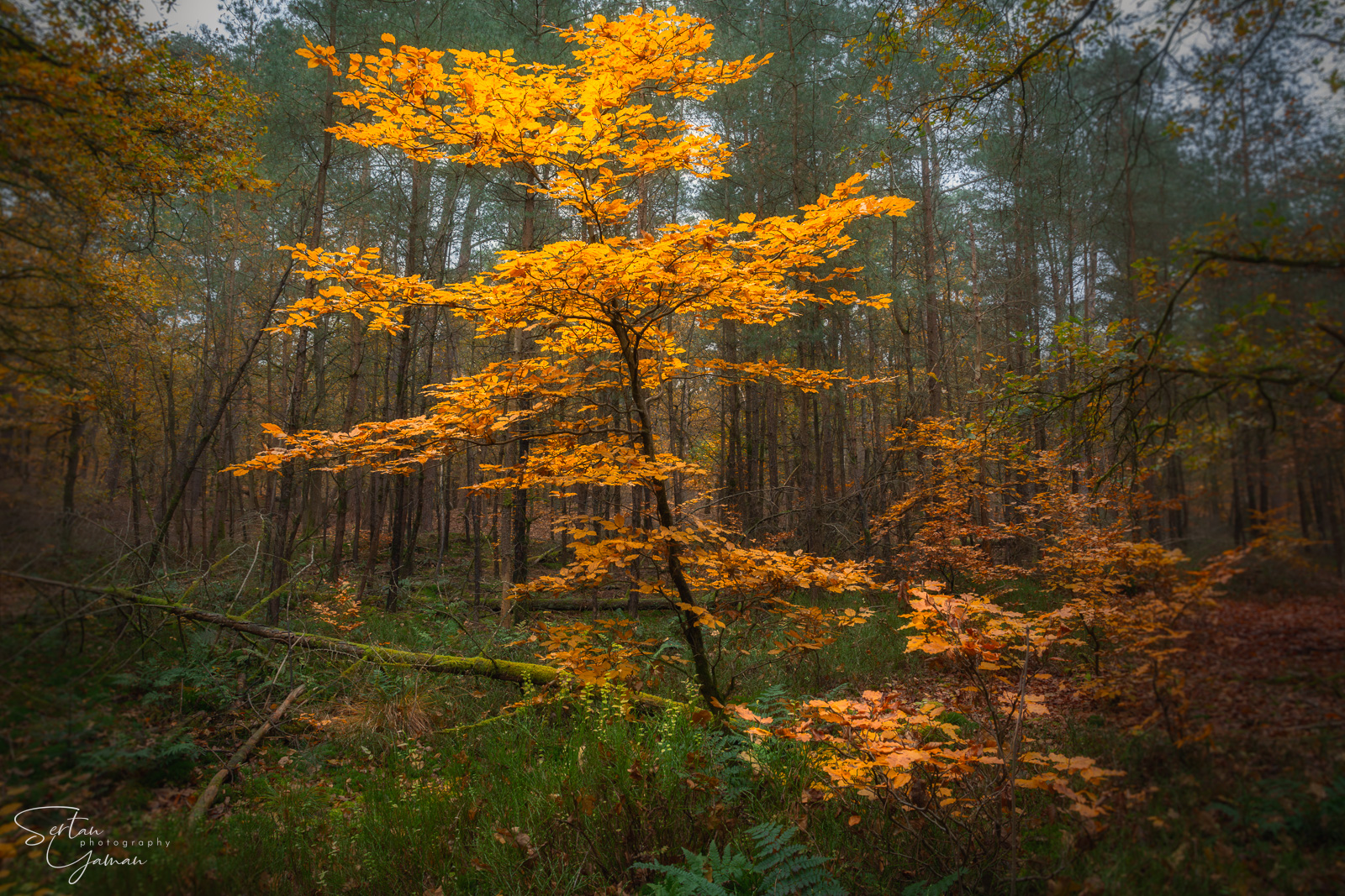 Forest of Leuvenumsebos