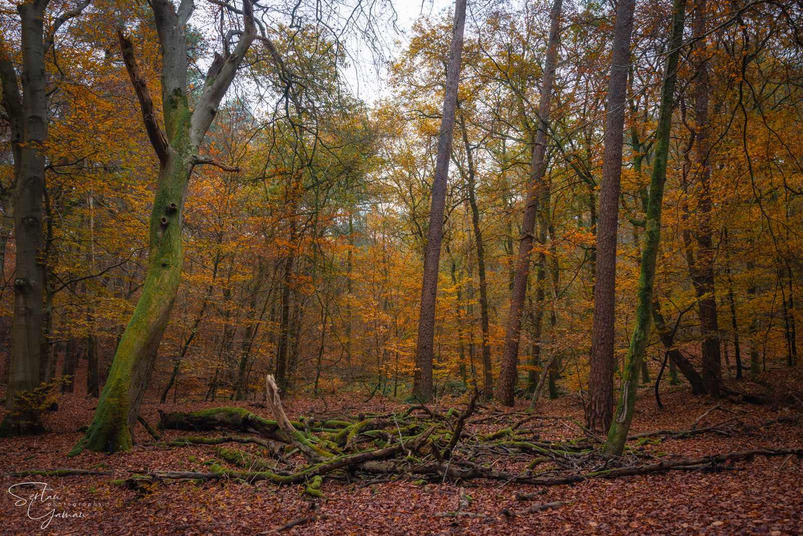 Forest of Leuvenumsebos