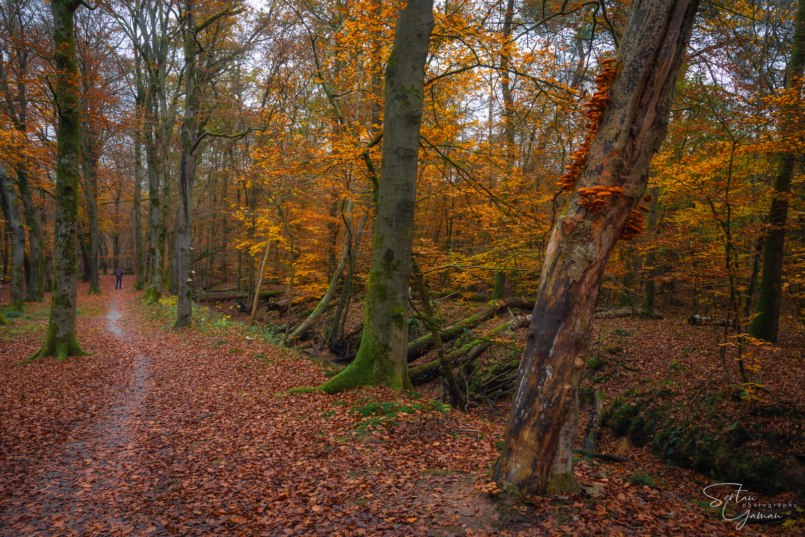 Forest of Leuvenumsebos