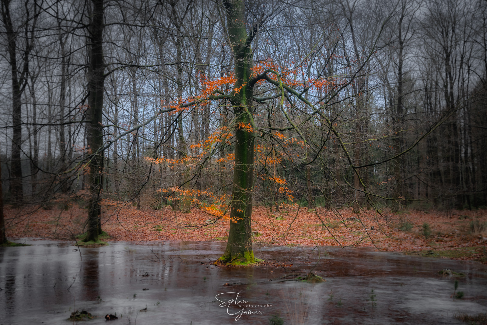 Drenthe frost