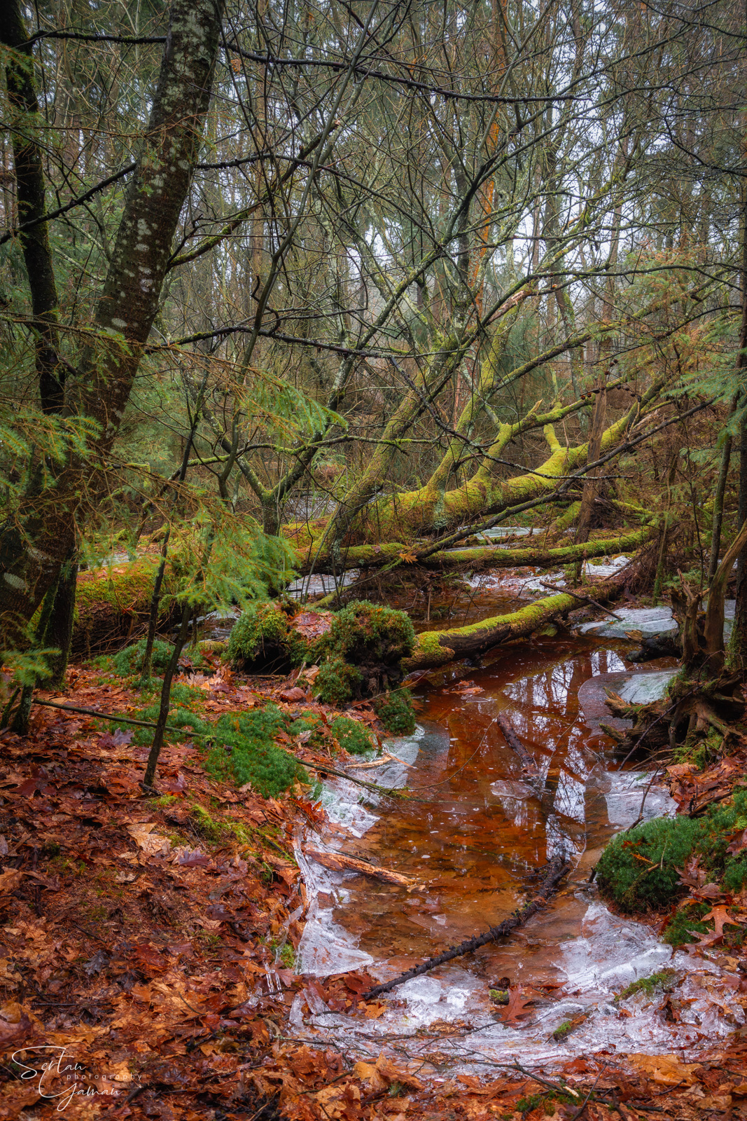 Drenthe frost forest