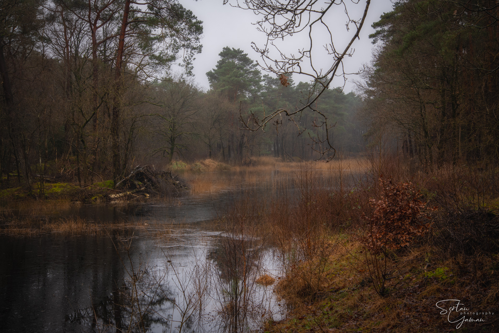Gentle winter mist