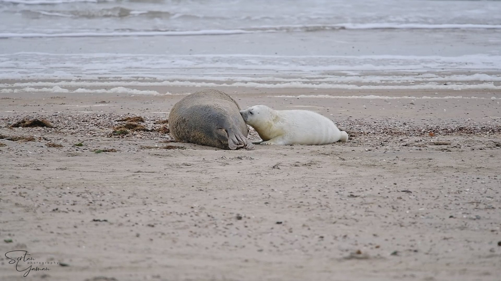 Mother seal feeding her baby seal