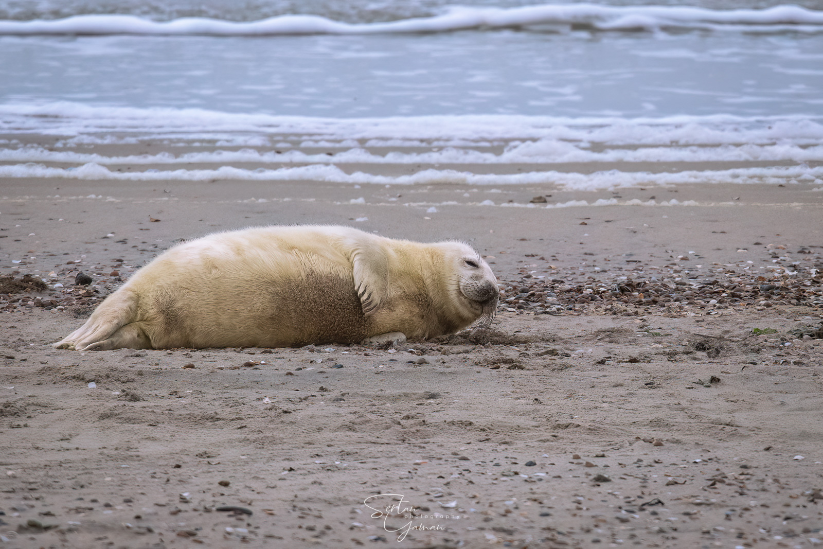 White baby seal
