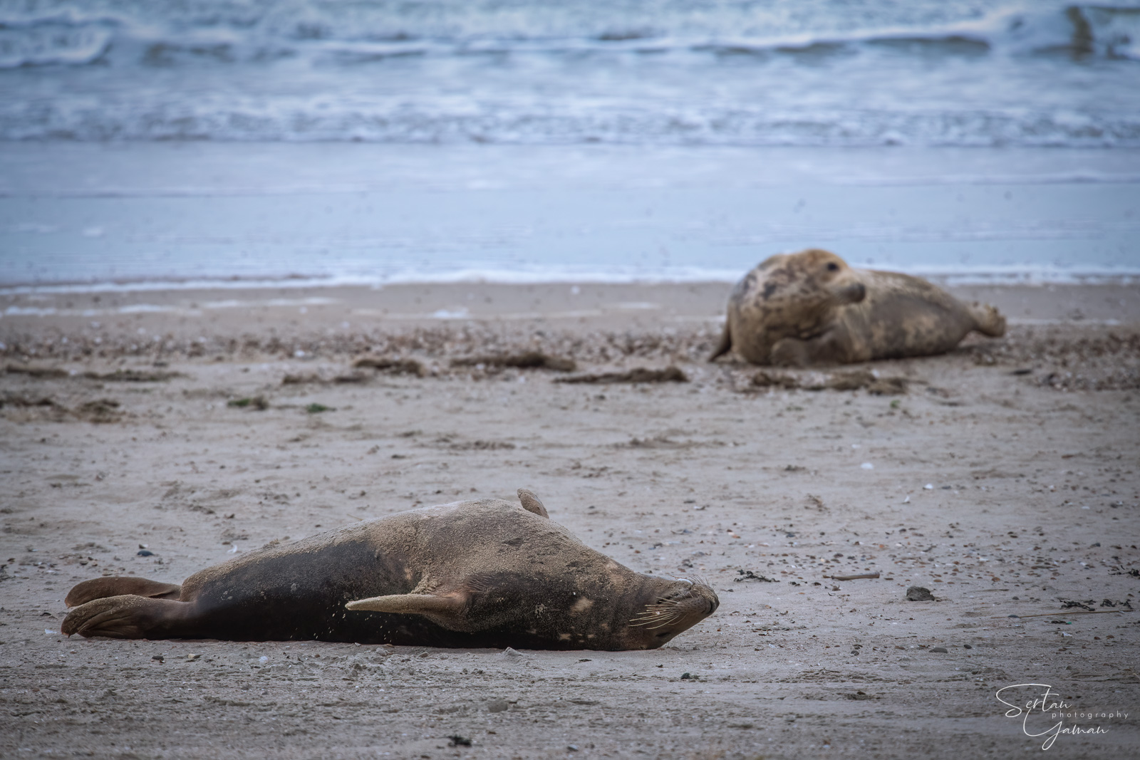 Courting male seal
