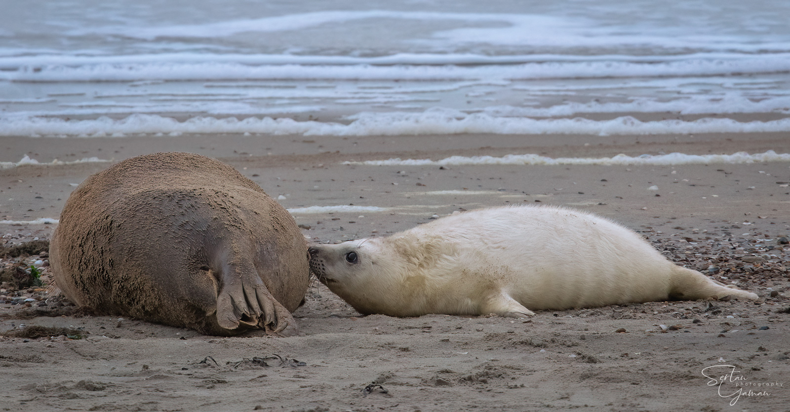 White baby seal feeding from mother