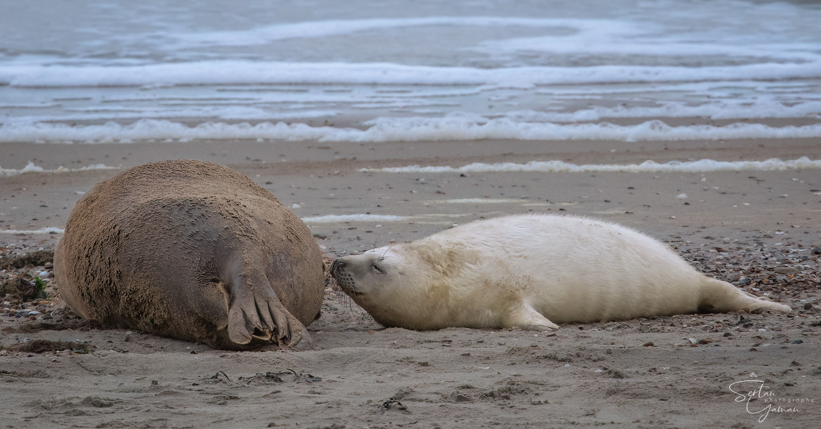 White baby seal feeding from mother