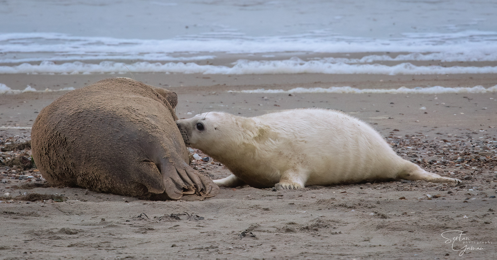 White baby seal feeding from mother