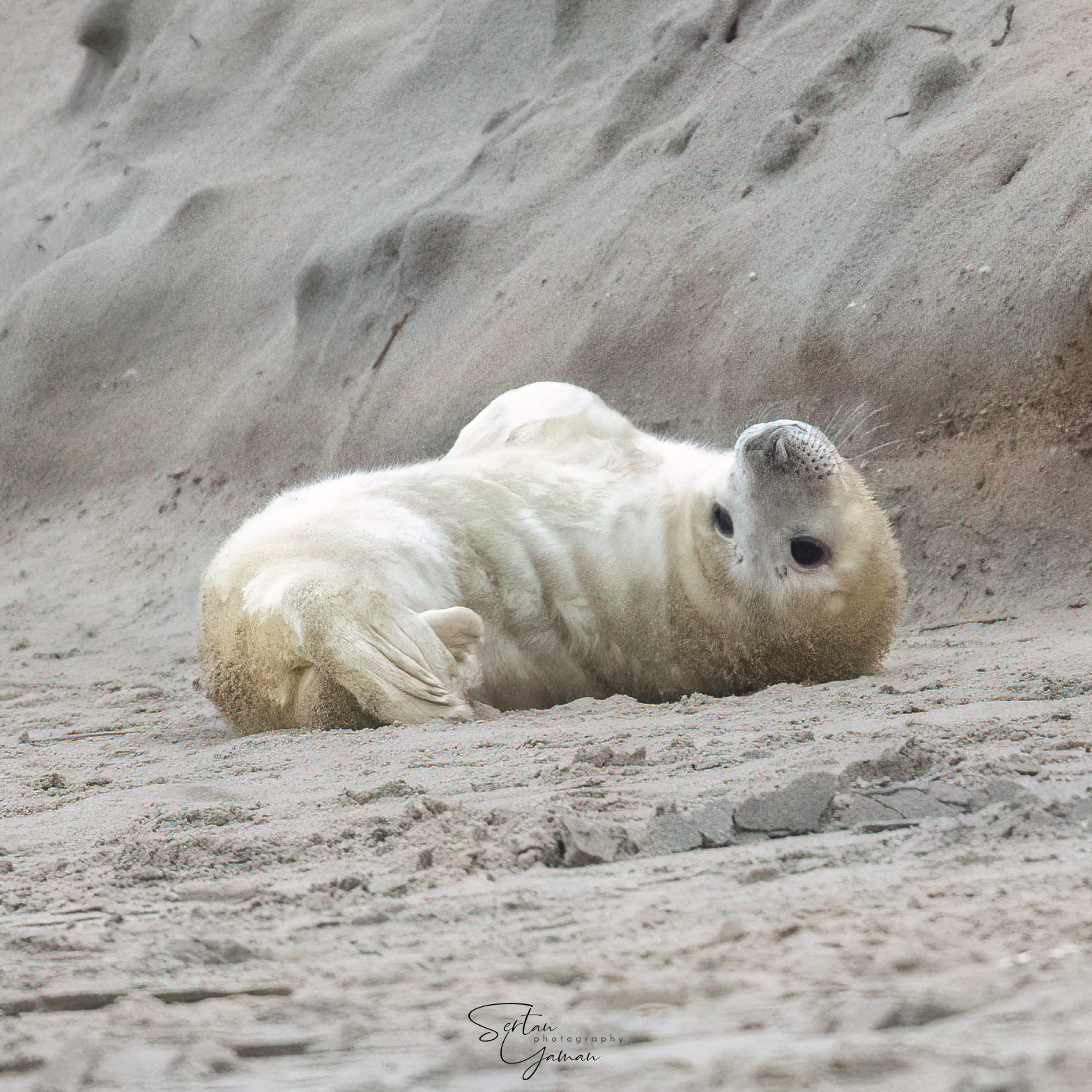 White baby seal