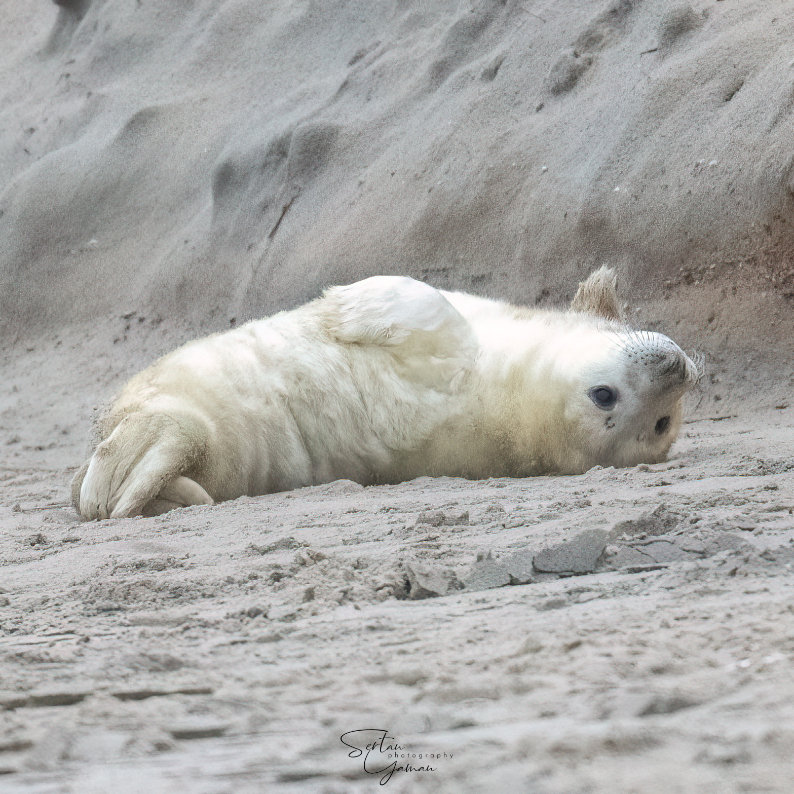 White baby seal